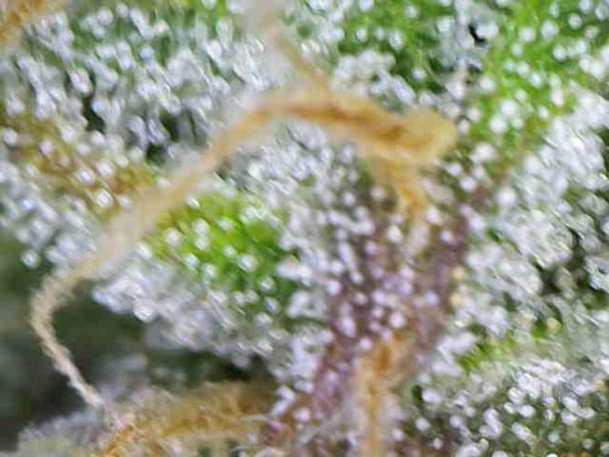 First Indoor Grow. Week 11