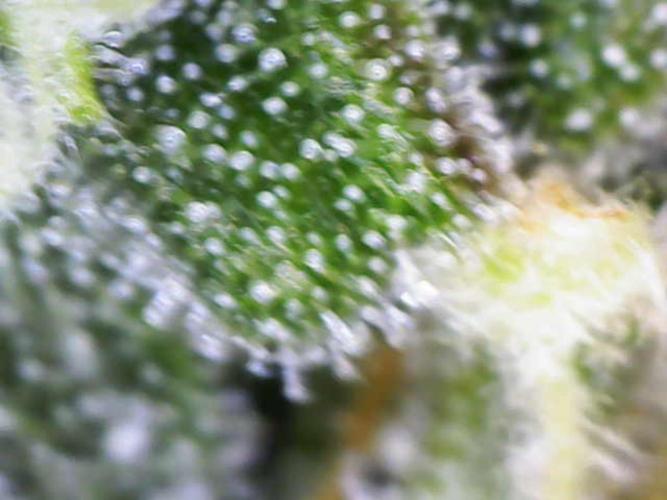 First Indoor Grow. Week 11