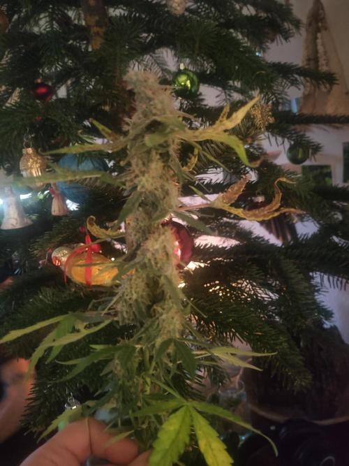 First Indoor Grow. Week 12