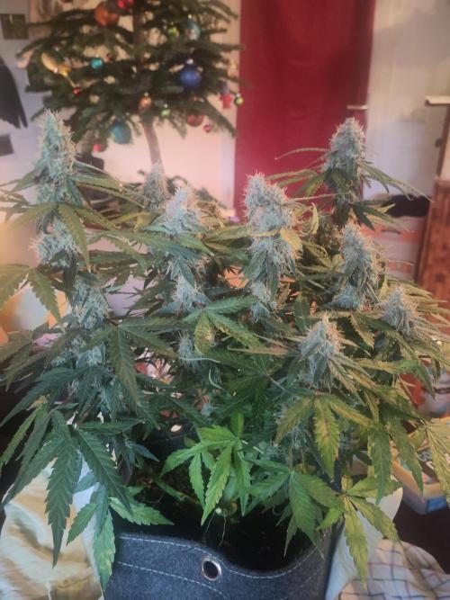 First Indoor Grow. Week 12