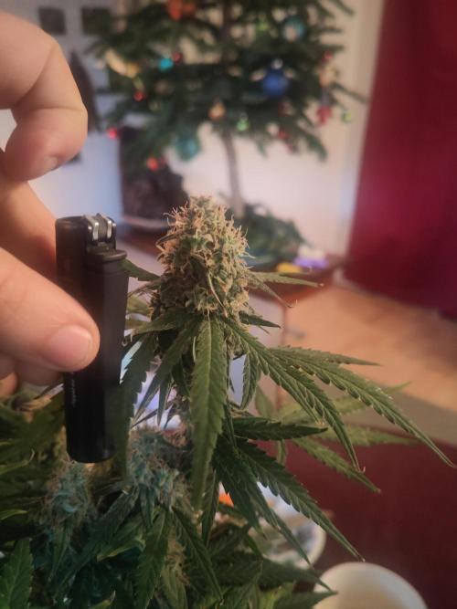 First Indoor Grow. Week 12