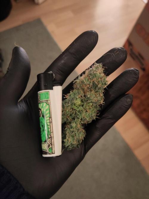 First Indoor Grow. Week 12