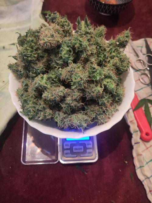 First Indoor Grow. Week 12