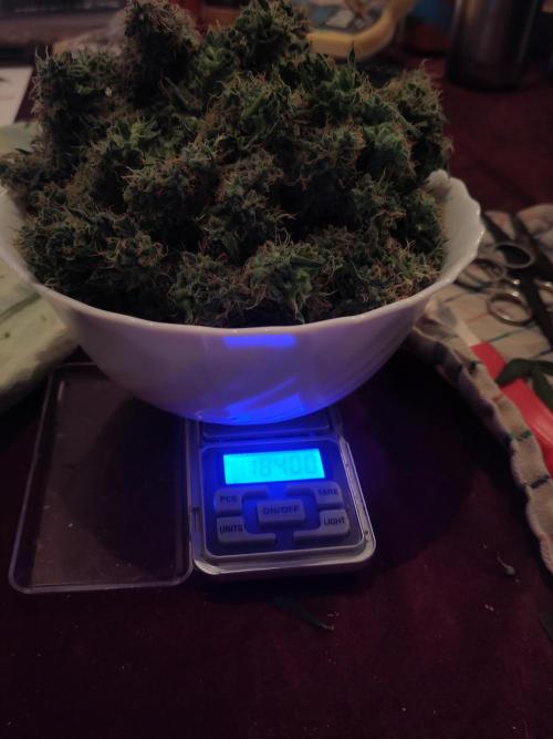 First Indoor Grow. Week 12