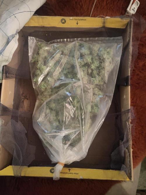 First Indoor Grow. Week 12