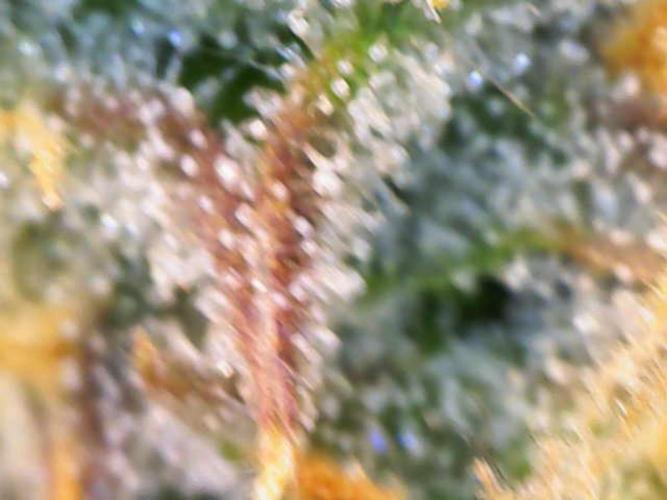 First Indoor Grow. Week 12