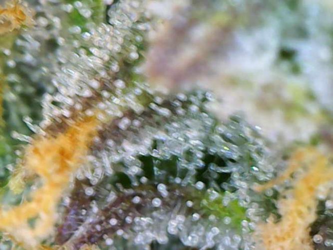 First Indoor Grow. Week 12