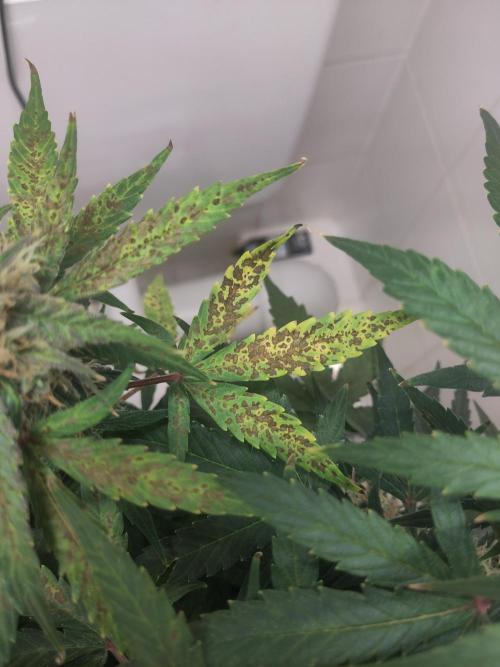 First Indoor Grow. Week 12