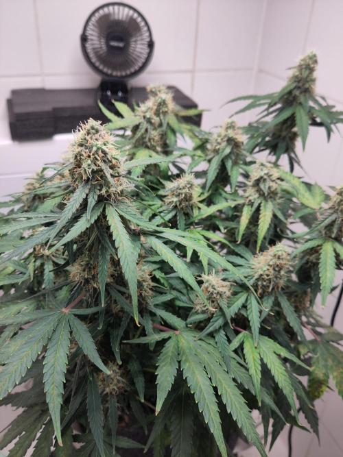 First Indoor Grow. Week 12