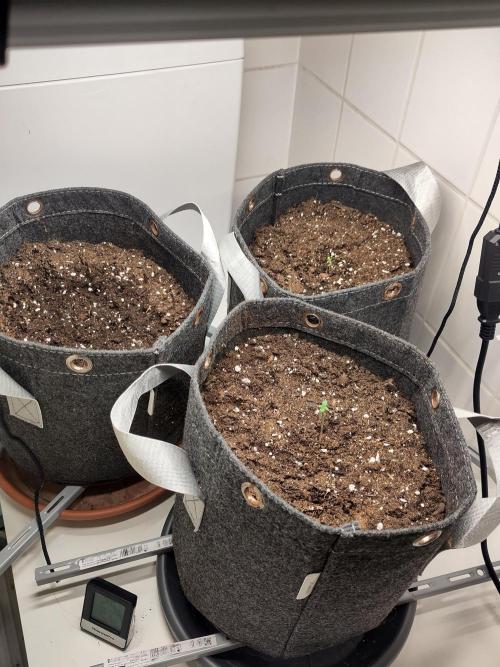 Purple Lemonade 150W. Week 0