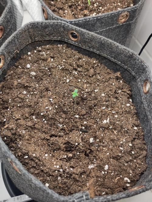 Purple Lemonade 150W. Week 0