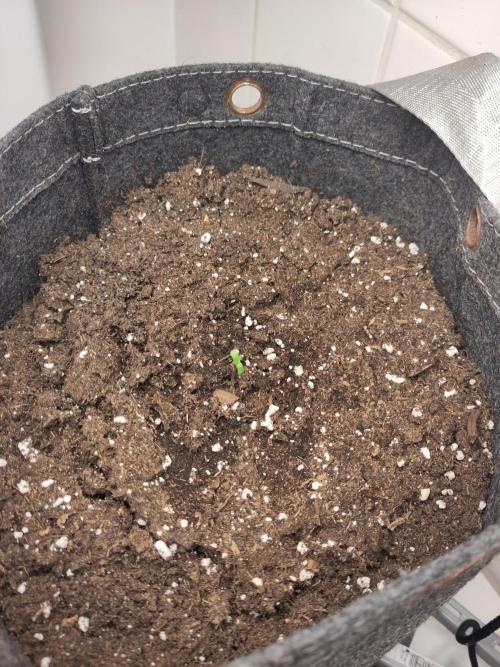 Purple Lemonade 150W. Week 0