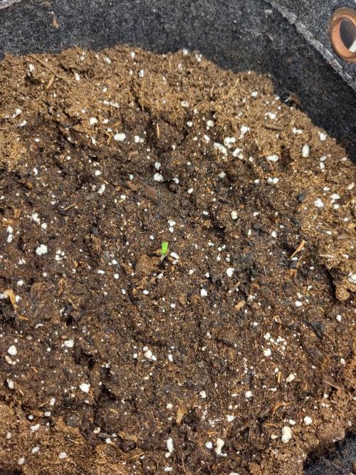 Purple Lemonade 150W. Week 0