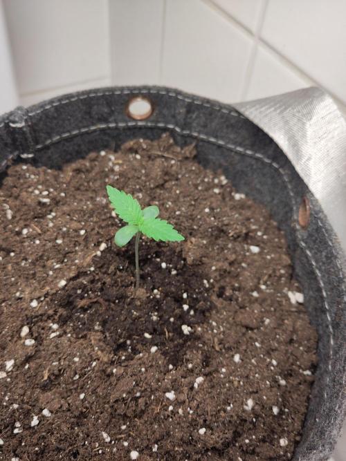 Purple Lemonade 150W. Week 1