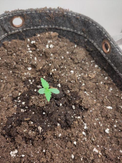 Purple Lemonade 150W. Week 1