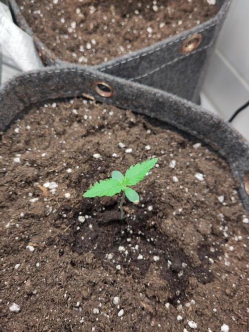 Purple Lemonade 150W. Week 1