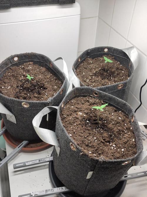 Purple Lemonade 150W. Week 1