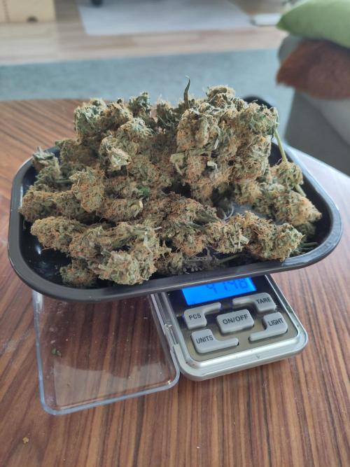 First Indoor Grow. Week 12