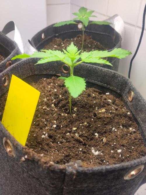 Purple Lemonade 150W. Week 2