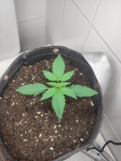 Purple Lemonade 150W. Week 2