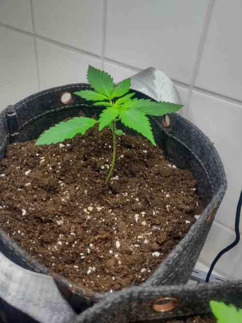 Purple Lemonade 150W. Week 2