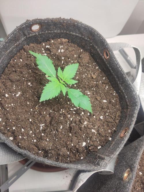 Purple Lemonade 150W. Week 2