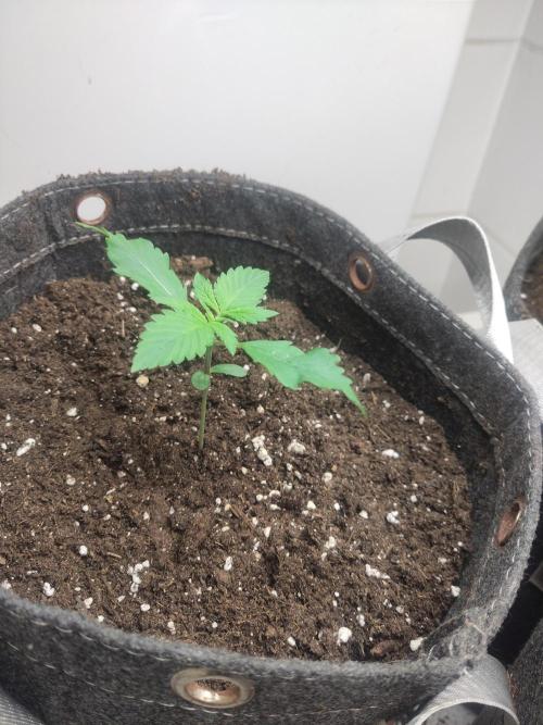 Purple Lemonade 150W. Week 2