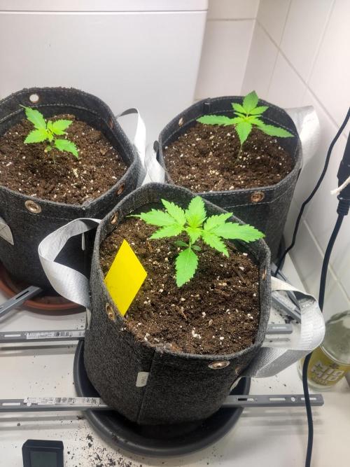 Purple Lemonade 150W. Week 2