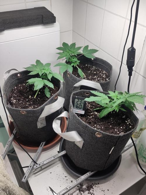 Purple Lemonade 150W. Week 3