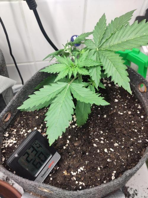Purple Lemonade 150W. Week 3