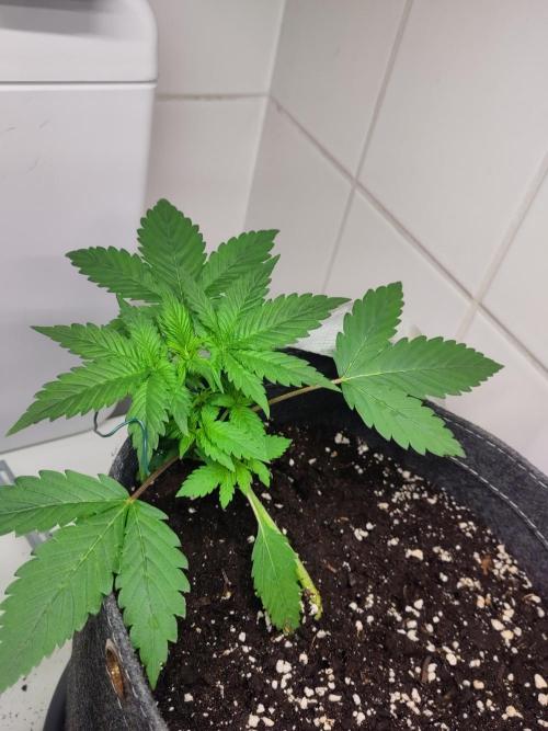 Purple Lemonade 150W. Week 3