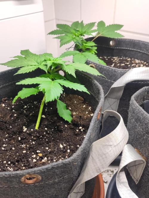 Purple Lemonade 150W. Week 3