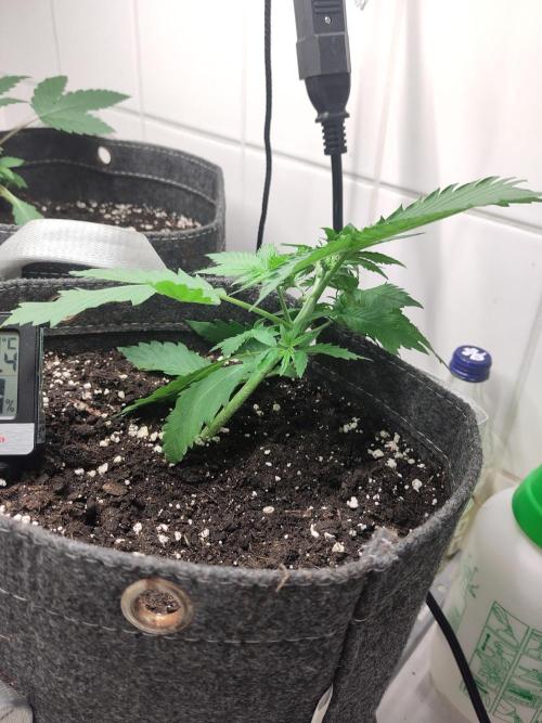 Purple Lemonade 150W. Week 3