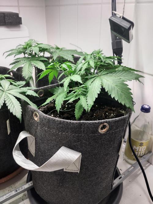 Purple Lemonade 150W. Week 4