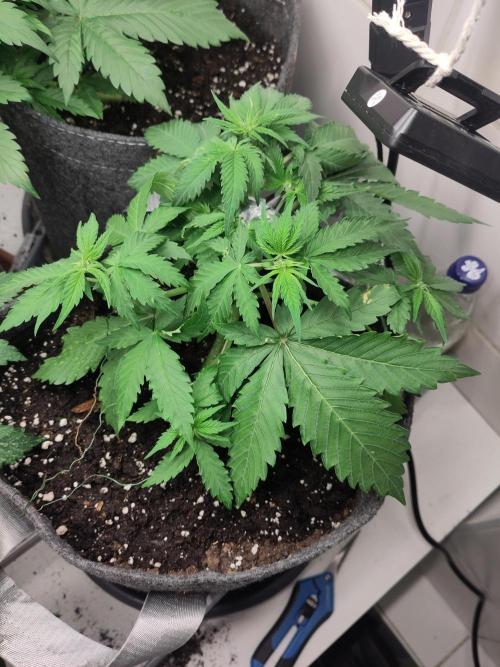 Purple Lemonade 150W. Week 4