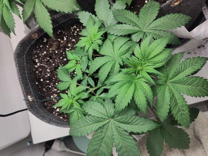 Purple Lemonade 150W. Week 4