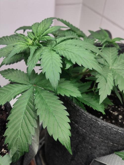 Purple Lemonade 150W. Week 4