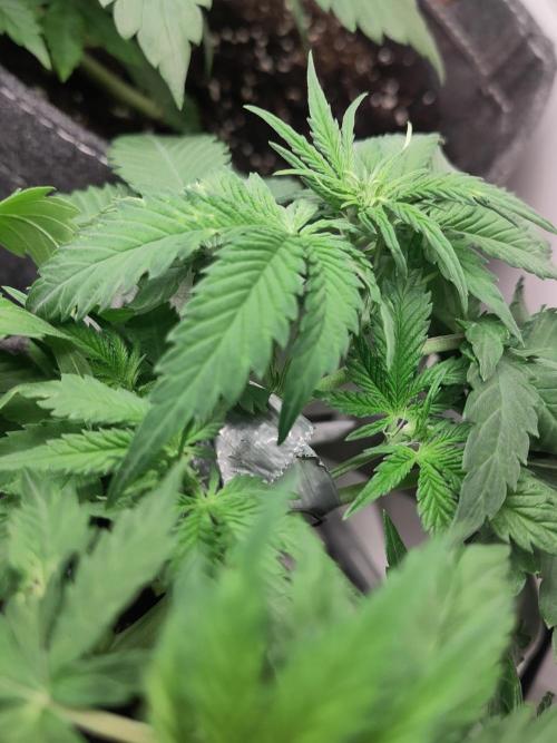 Purple Lemonade 150W. Week 4