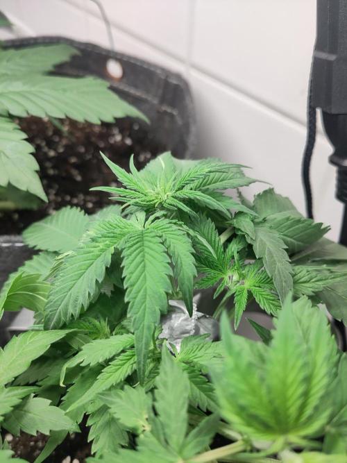 Purple Lemonade 150W. Week 4