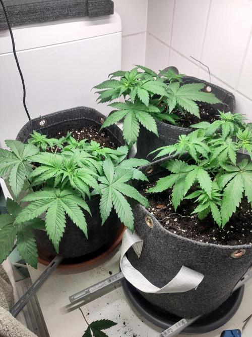 Purple Lemonade 150W. Week 4