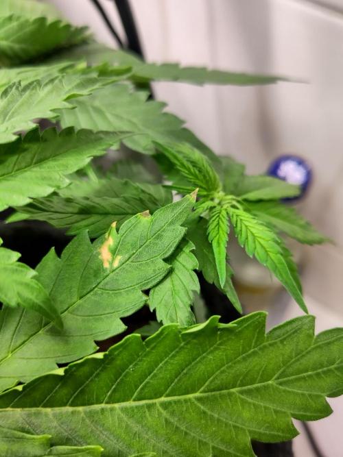 Purple Lemonade 150W. Week 4