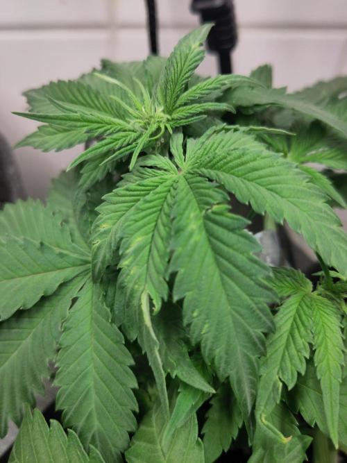 Purple Lemonade 150W. Week 4