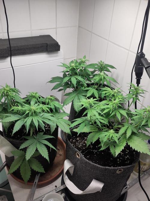 Purple Lemonade 150W. Week 5