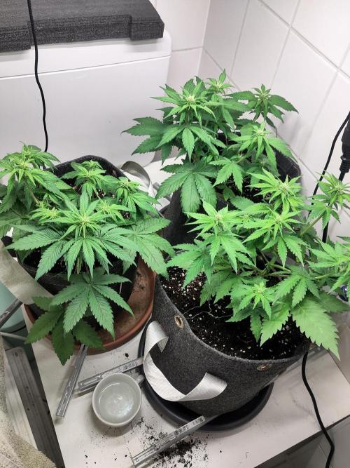 Purple Lemonade 150W. Week 5