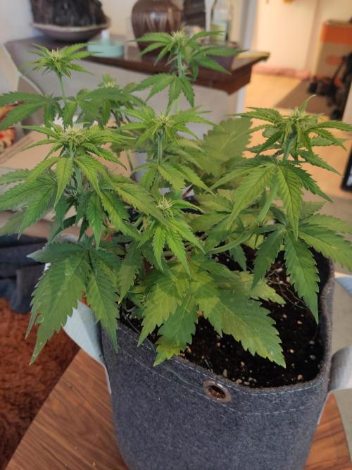 Purple Lemonade 150W. Week 5