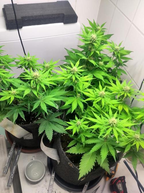 Purple Lemonade 150W. Week 6