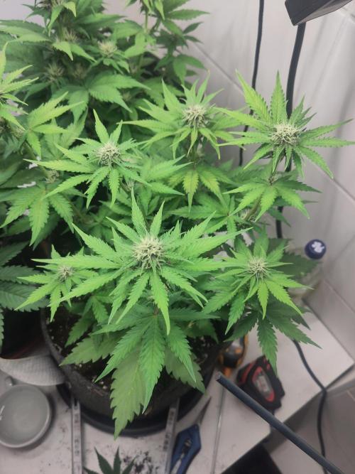 Purple Lemonade 150W. Week 6