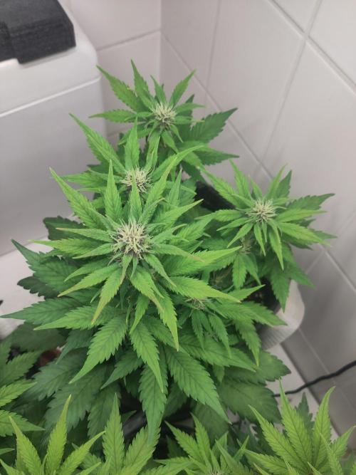 Purple Lemonade 150W. Week 6