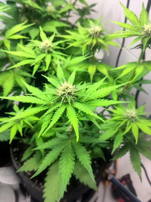 Purple Lemonade 150W. Week 6