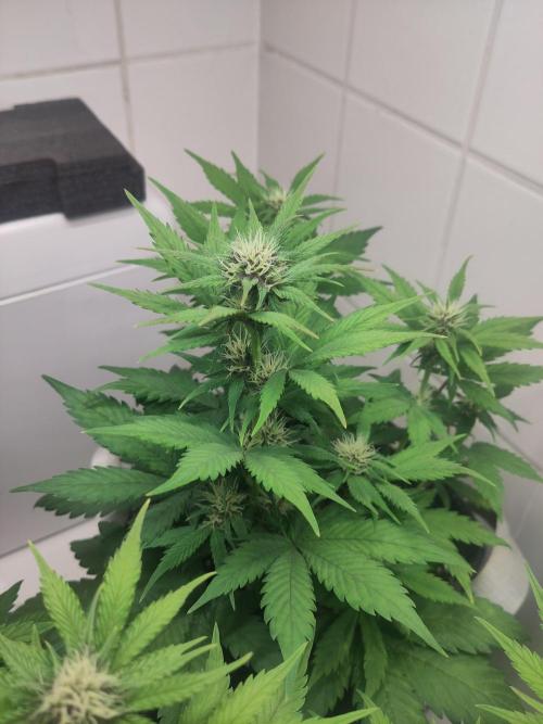 Purple Lemonade 150W. Week 6